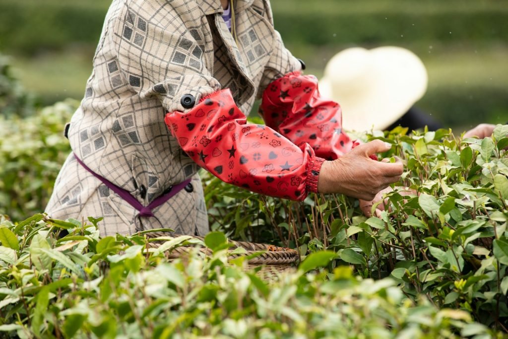 a woman picking tea leaves from a bush