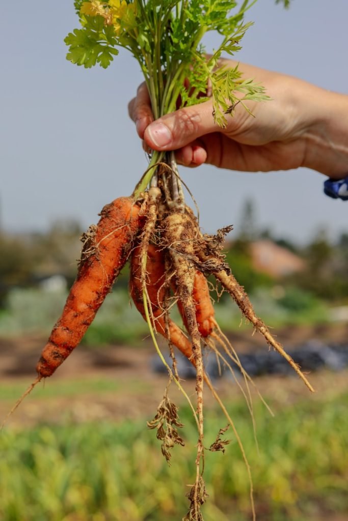 person holding orange and green shrimp