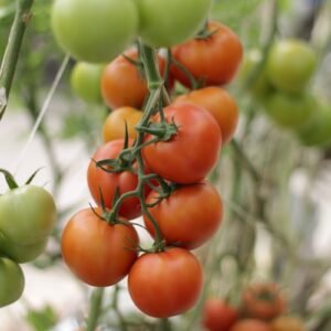 organic farming NGO